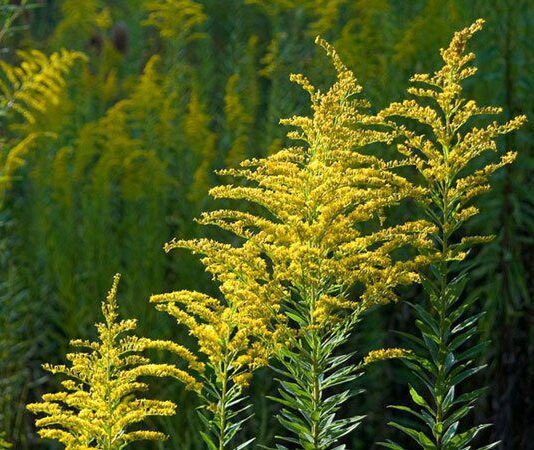 У Дніпрі боротимуться з амброзією