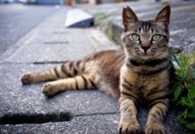 Зоополиция Днепра — новый механизм защиты животных или миф?