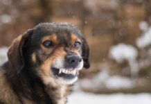 Перевірено на собі: що потрібно робити, якщо вас покусав собака