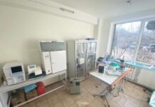Від зняття зубного каменю до складних операцій після ДТП: де в Дніпрі безкоштовно лікують бродячих тварин
