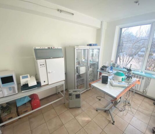 От снятия зубного камня до сложных операций после ДТП: где в Днепре бесплатно лечат бродячих животных