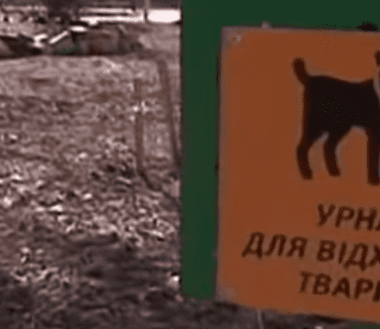 В Кривом Роге появились первые собачьи туалеты