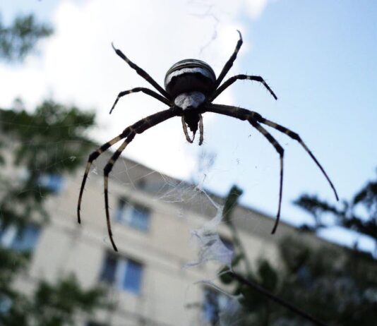 Каких ядовитых животных возможно встретить в Украине и как с ними не сталкиваться?