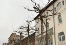 Обіцяли – зробили: в центрі Дніпра висадили нові дерева