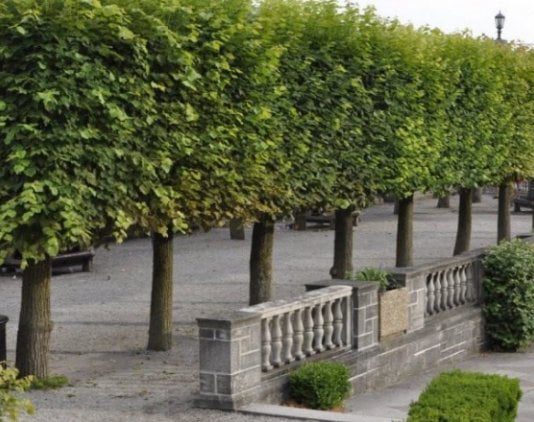 В центре Днепра высадят платаны, американскую липу и грабы из Германии