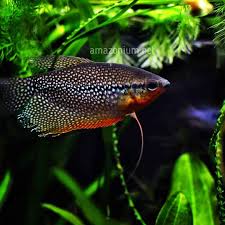 Жемчужина аквариума