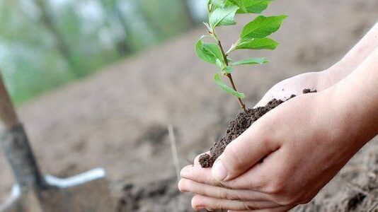 Посади лес своими руками