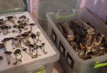 У Дніпропетровській області накрили ферму галюциногенних грибів