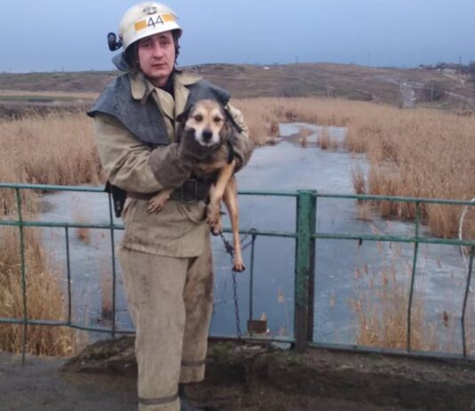 На Дніпропетровщині собаку врятували з крижаної води