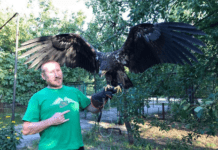 Днепровский спасатель диких птиц