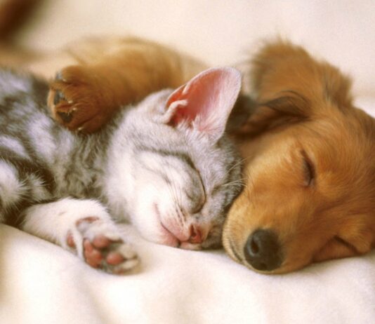 У Дніпрі почали боротися з незаконною торгівлею тваринами