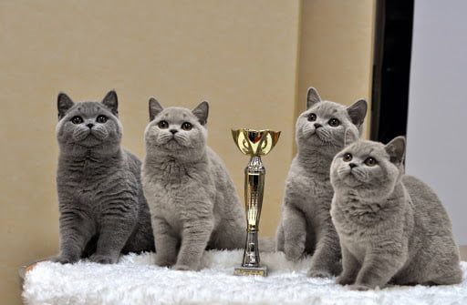 У Дніпрі відбулася всеукраїнська виставка котів та кішок