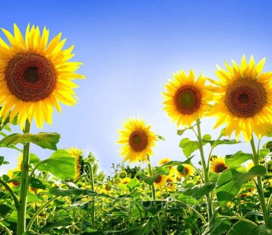 Якісне насіння Юг Агролідер – найкраще рішення для дніпровських фермерів