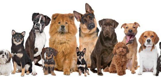 Стерилізувати домашню тварину у Дніпрі тепер можна за півціни тварини