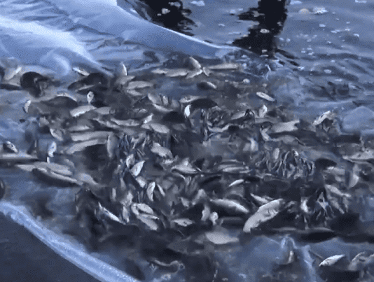 У річку Дніпро випустили майже 1,5 мільйона мальків