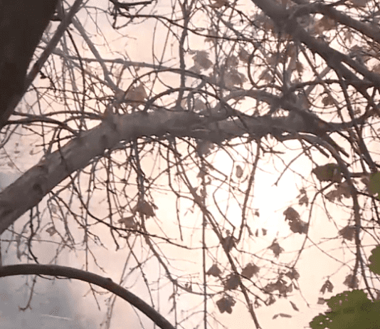 Штрафи і покарання в Дніпрі за спалювання листя