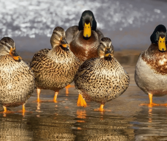 Міська рада закликала жителів не годувати птахів у парку Глоби