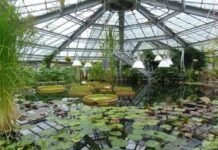 Ботанический сад ДНУ делает бесплатный вход для всех желающих