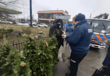 По Днепру начались рейды, суть которых обнаружить нелегитимные места для сбыта елок