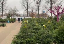 Заместитель мэра Днепра пообещал искоренить стихийные елочные рынки в 2022 году