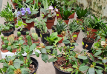 В Ботаническом саду проводится распродажа растений