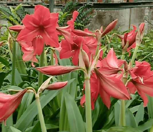 В Ботаническом саду Днепра зацвел экзотический цветок: как он выглядит?