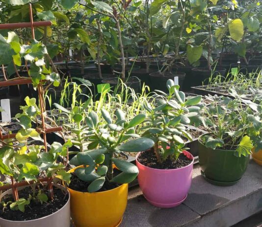 Подарок на 8 марта: Ботсад открывает продажу растений