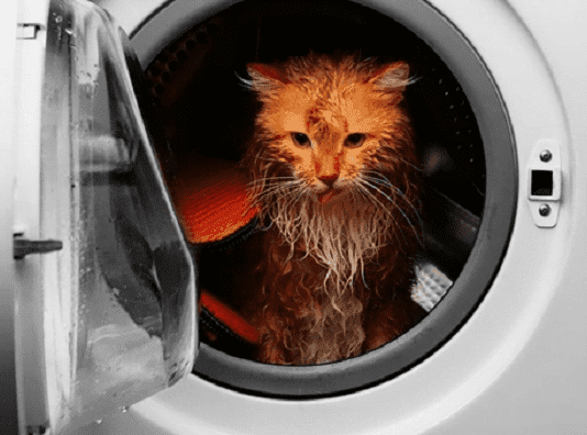 В Днепре кошка продержалась в стиральной машинке 15 минут