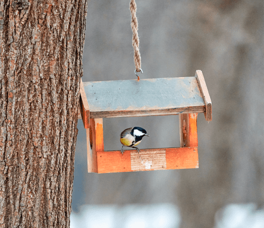 В Днепре рассказали, почему кормушки для птиц могут быть опасными