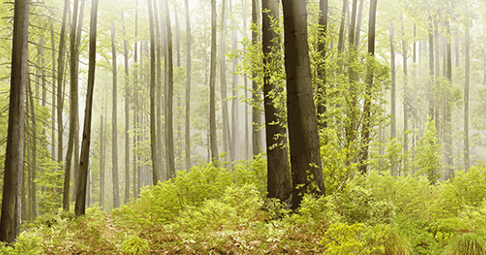 На Днепропетровщине запланирована масштабная посадка новых саженцев в лесу