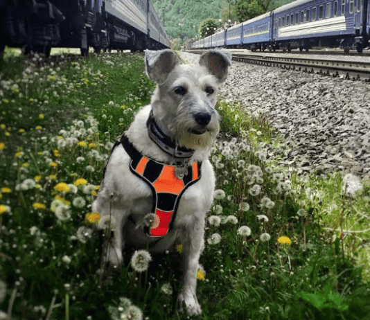 Чотирилапа провідниця із Дніпра – зірка соціальних мереж