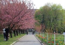 Япония посреди Днепра: в центре города расцвели деревья сакуры
