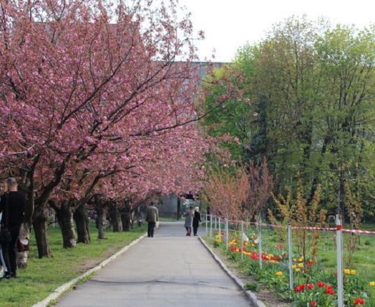 Японія посеред Дніпра: в центрі міста розквітли дерева сакури