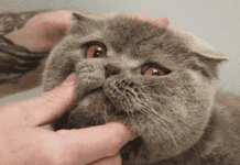 Благотворительная инициатива: ветклиника Днепра бесплатно лечит «животных-переселенцев»