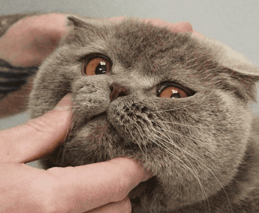 Благотворительная инициатива: ветклиника Днепра бесплатно лечит «животных-переселенцев»