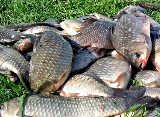 Рыбалка на Днепропетровщине: есть ли рыба в водоемах и секреты удачного улова?