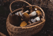 Дело в шляпке и не только: съедобные и ядовитые грибы Днепропетровской области