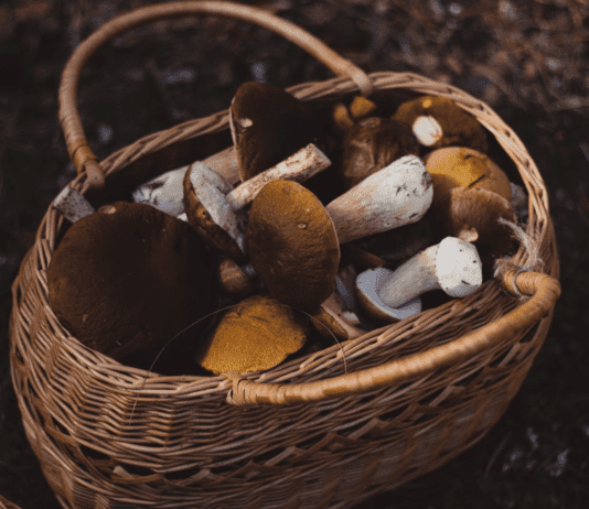 Дело в шляпке и не только: съедобные и ядовитые грибы Днепропетровской области