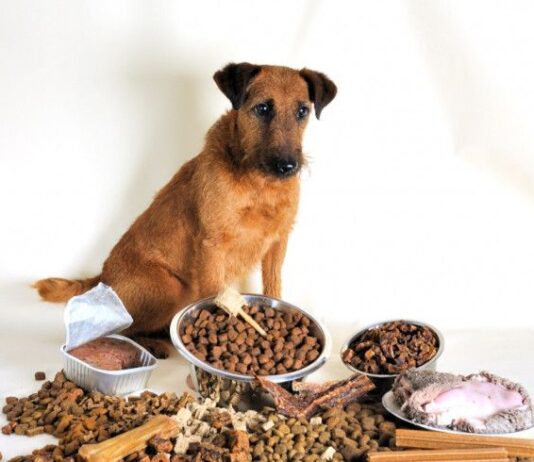 Что делать, если ваша собака привередлива к еде?
