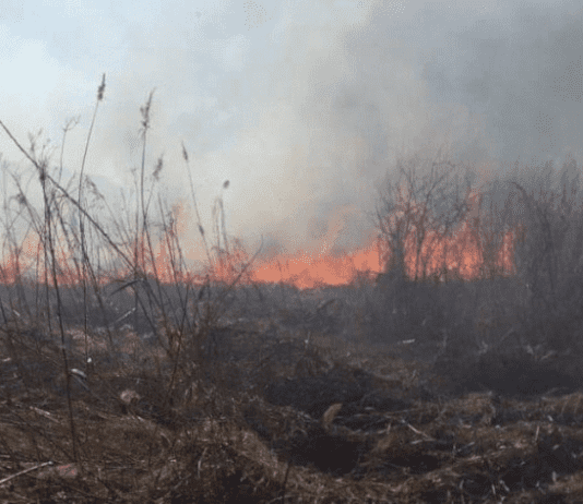 К чему может привести сжигание сухостоя на Днепропетровщине?