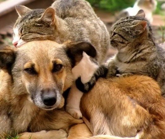 Минутка доброты: где в Днепре работают приюты для животных и в какой помощи они нуждаются