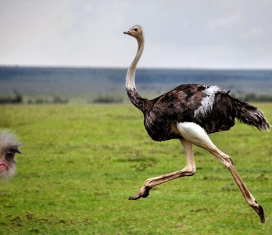 Страусиные фермы Днепропетровщины: как выращивают самых больших птиц в мире
