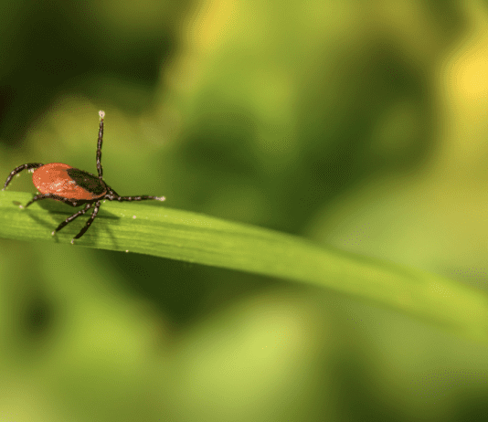 Советы, которые помогут обезопасить себя от клещей на Днепропетровщине
