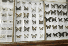 Зоологический музей Днепровского национального университета: чем он привлекает туристов?