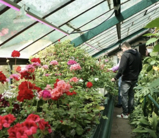 У Дніпрі встановлено новий рекорд України: діти виростили понад 250 видів рослин в одній теплиці