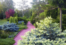 О дендропарке Днепропетровской области