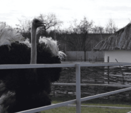 Чим відрізняється страусина ферма “Страус парк Ленд” на Дніпропетровщині