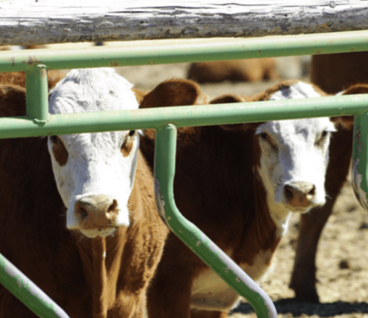 Досвід фермерів села Олександрівка: вдалий старт сімейних молочних ферм по всій країні