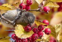 Ягоды, которых следует избегать на Днепропетровщине