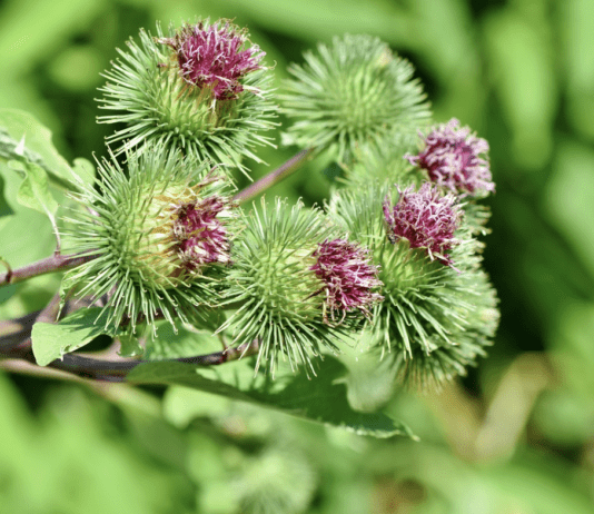 Как побороть вредные растения на Днепропетровщине?